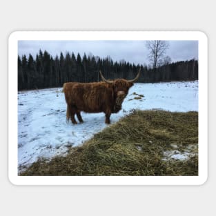 Scottish Highland Cattle Cow 2192 Sticker